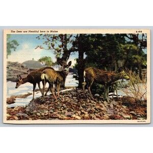 Postcard Maine Portland Deer are Plentiful Forest Snow Linen Posted 1945 Vintage